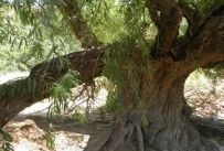 新乡市七里营镇八柳树村名的来历