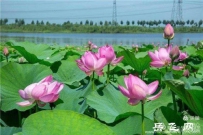 岳飞祖霖系柯后三十世五兄弟